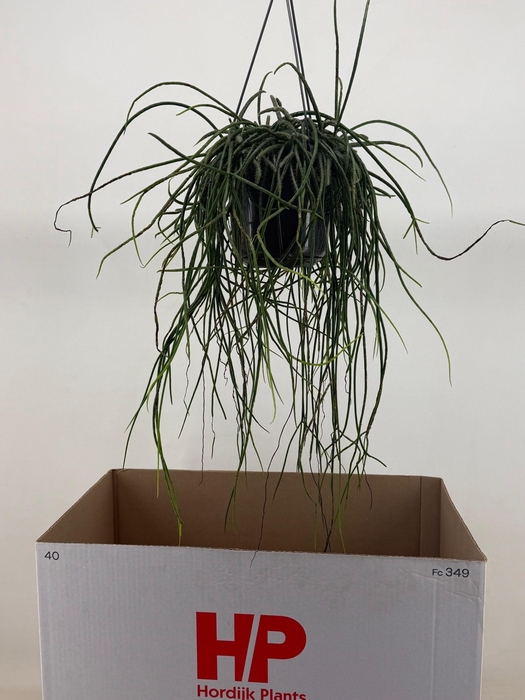 <h4>RHIPSALIS FLOCCOSA</h4>
