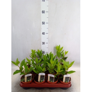 Laurus nobilis