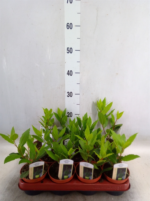<h4>Laurus nobilis</h4>