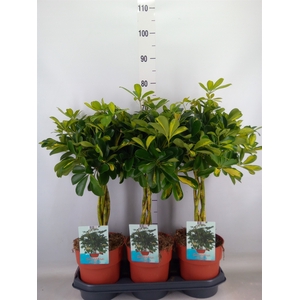 Schefflera arbor. 'Gold Capella'