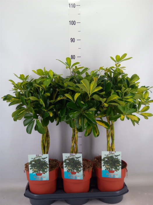 <h4>Schefflera arbor. 'Gold Capella'</h4>