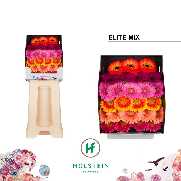 <h4>Germini Mix Elite Diamond</h4>