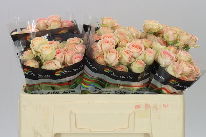 <h4>Rosa Tr Azore X5</h4>
