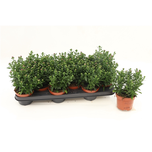 <h4>Aster Starletta Red</h4>