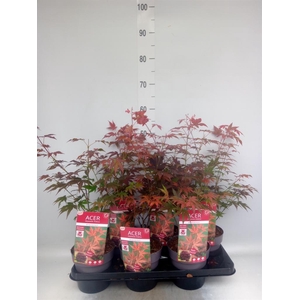 Acer palmatum 'Atropurpureum'