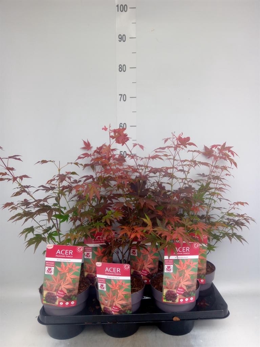 <h4>Acer palmatum 'Atropurpureum'</h4>