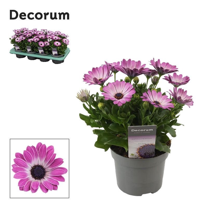 <h4>Osteospermum Margarita Pink Flare rose-wit Pink Flare, beperkt leverbaar</h4>