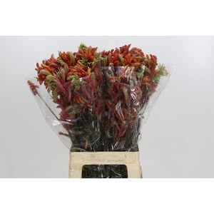 Kangaroo Paw Rampaging Roy Slaven