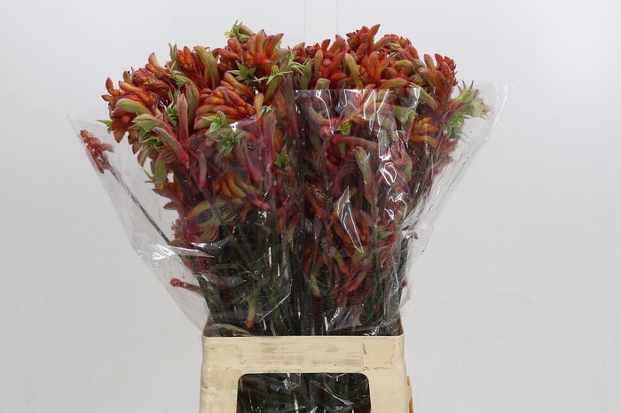 Kangaroo Paw Rampaging Roy Slaven