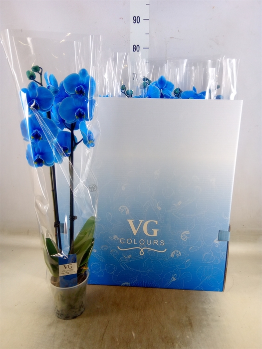 <h4>Phalaenopsis   ...</h4>