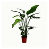 Strelitzia nicolai 3 stek 120-140cm