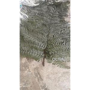 GESTABILISEERD VAREN OLIJF