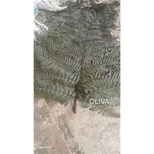 <h4>GESTABILISEERD VAREN OLIJF</h4>