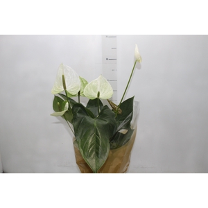 ANTHURIUM SUMI P17