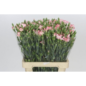 Dianthus Sp Symply Strike