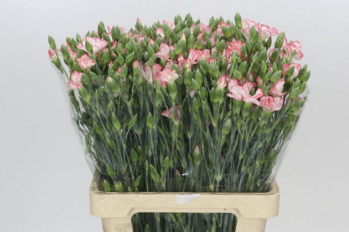 <h4>Dianthus Sp Symply Strike</h4>