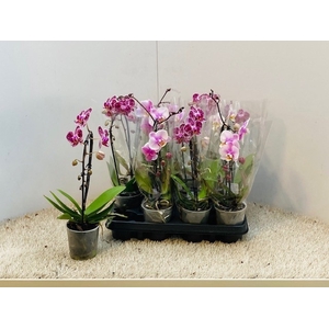 PHAL OV