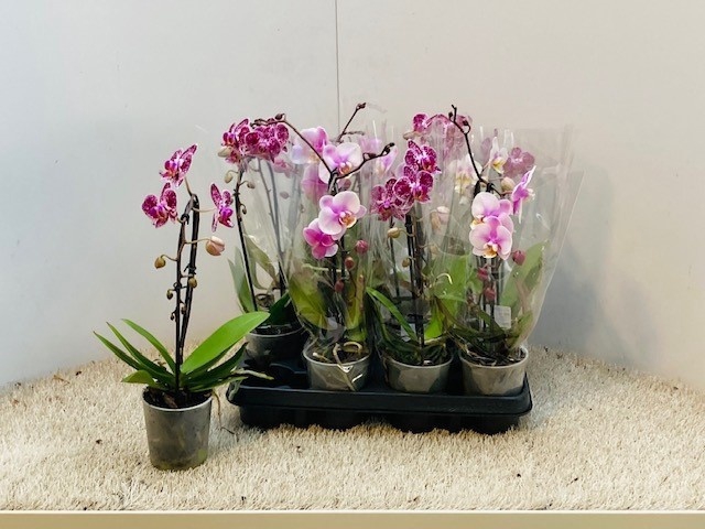 <h4>PHAL OV</h4>