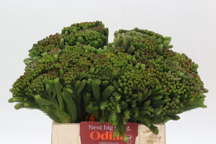 <h4>BRUN ALBIFLORA</h4>