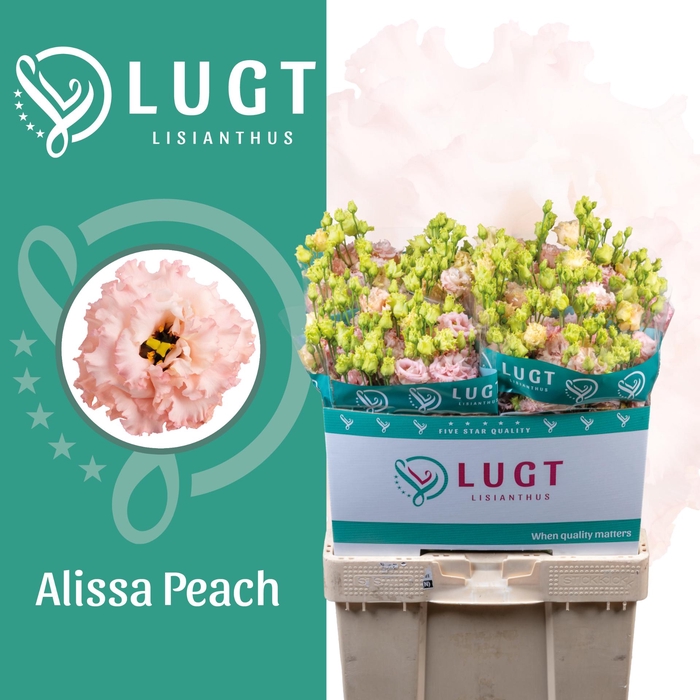 <h4>Lisianthus Alissa Peach</h4>