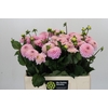 Dahlia Wizard of Oz