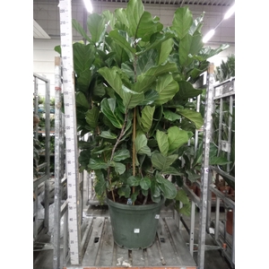 Ficus lyrata