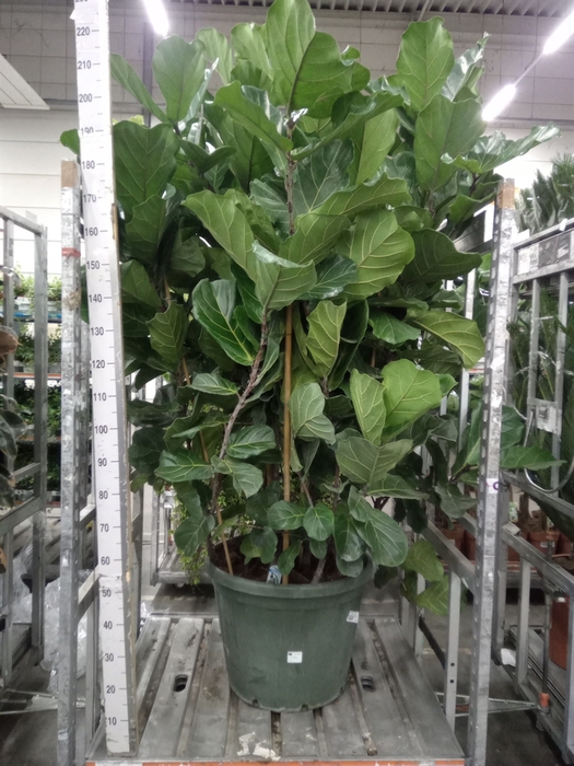 <h4>Ficus lyrata</h4>