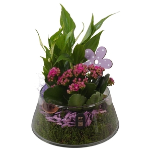 PTIG2640 PAARS UFO GLAS