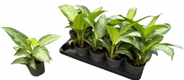 <h4>Aglao Silver Bay</h4>