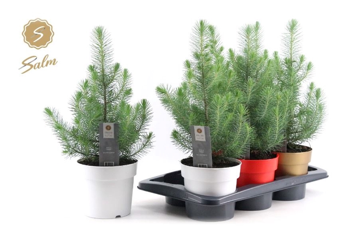 <h4>PINUS SILVER CREST</h4>