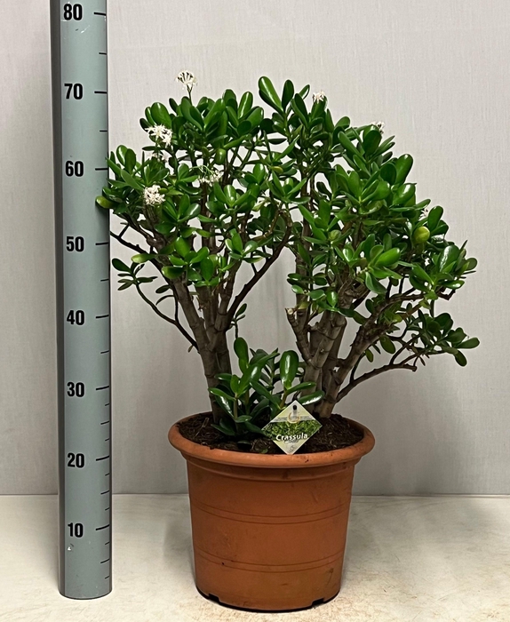 <h4>CRASS OVATA</h4>