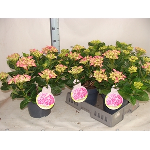 Hydrangea mac.   ...