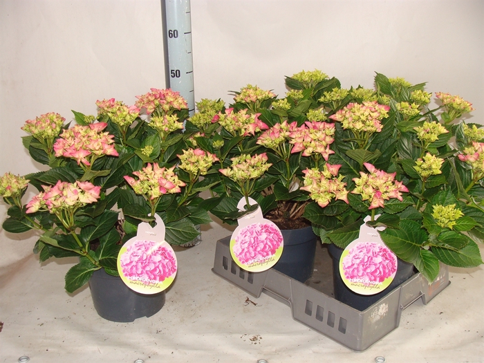 <h4>Hydrangea mac.   ...</h4>