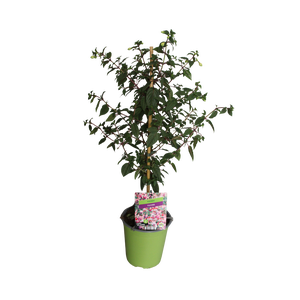 Stam 19cm Fuchsia Hybriden Elma (roze-wit)