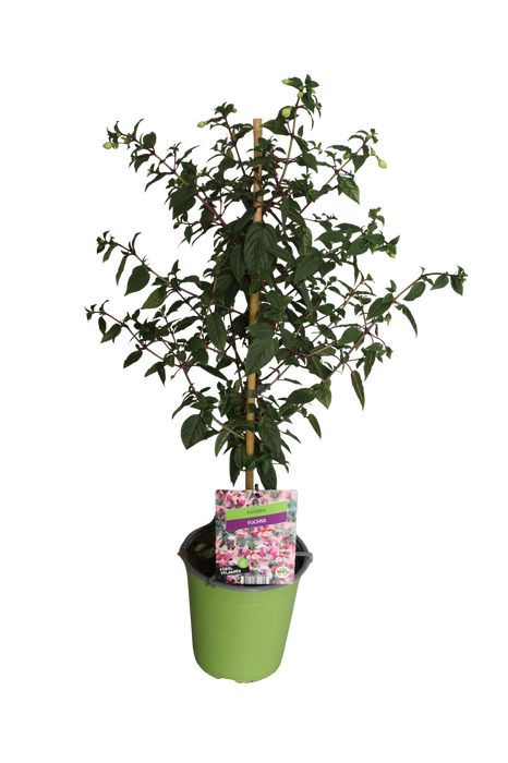 <h4>Stam 19cm Fuchsia Hybriden Elma (roze-wit)</h4>