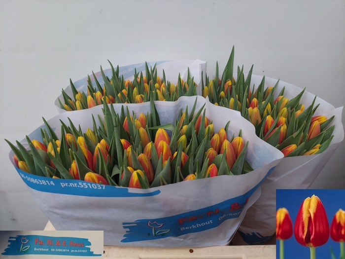 <h4>TU EN DENMARK</h4>