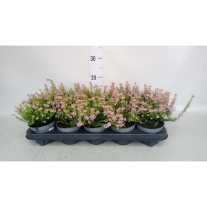 Erica cinerea 'Plummers Seedling'