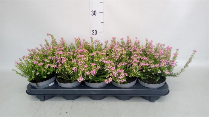 <h4>Erica cinerea 'Plummers Seedling'</h4>