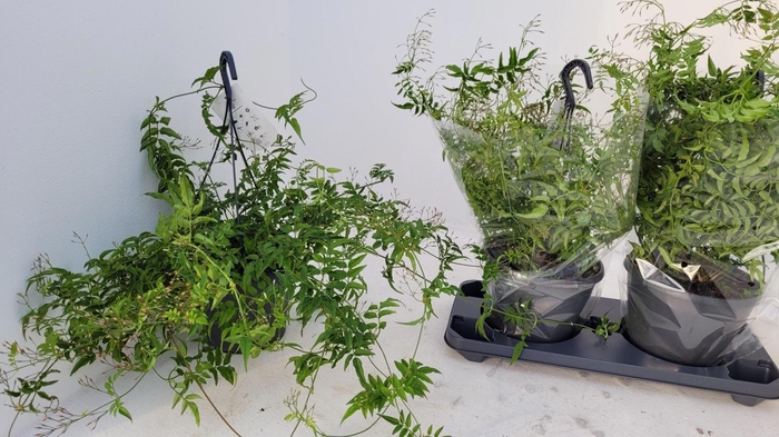 <h4>Jasminum polyanthum</h4>