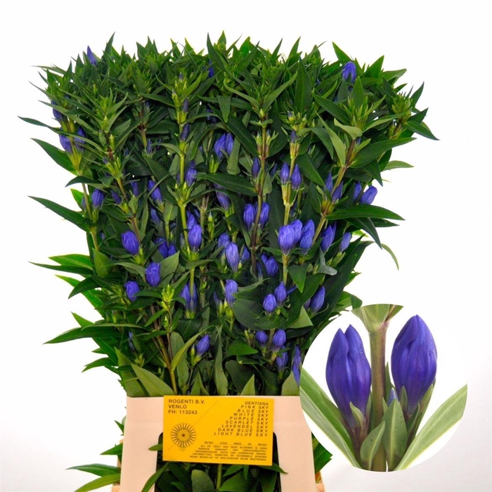 <h4>Gentiana Blue Sky</h4>