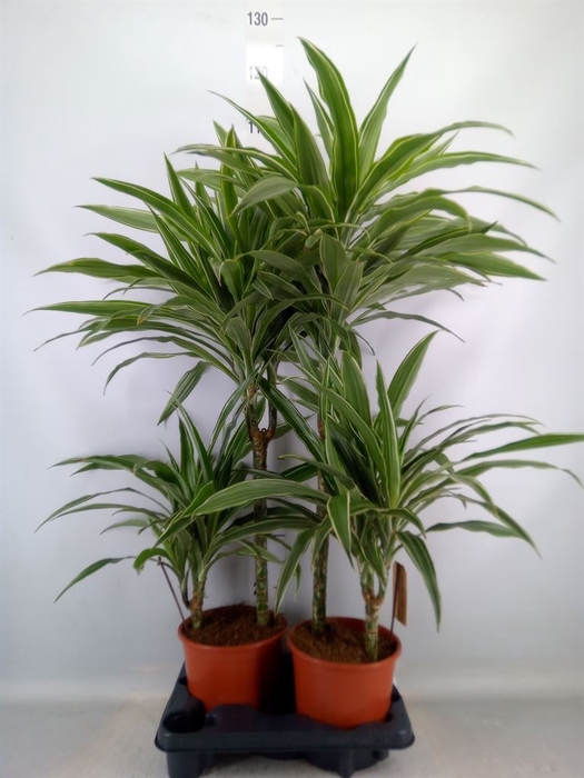 <h4>Dracaena fr de 'White Stripe'</h4>