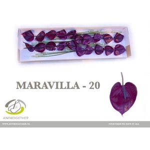 Anthurium Maravilla