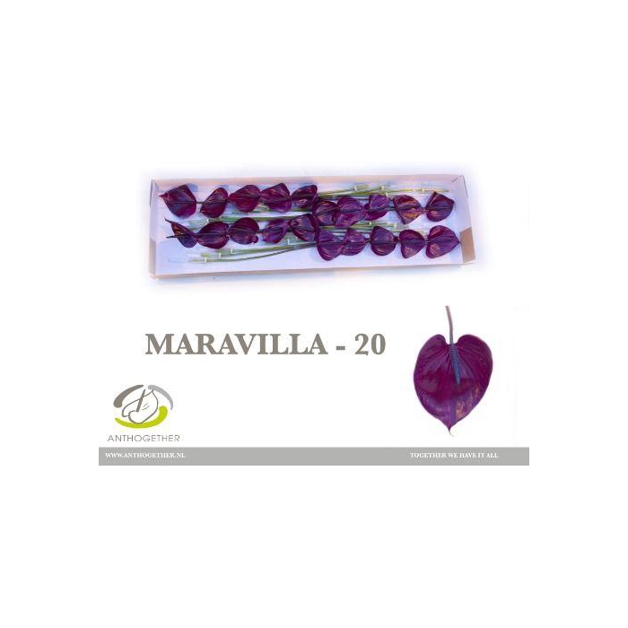 <h4>Anth A Maravilla</h4>