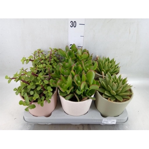 Succulents   ...