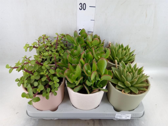<h4>Succulents   ...</h4>