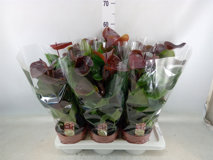 <h4>Anthurium andr. 'Essencia'</h4>