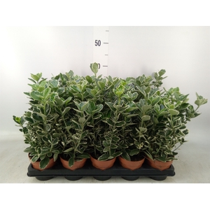Euonymus fortunei 'Silver Queen'