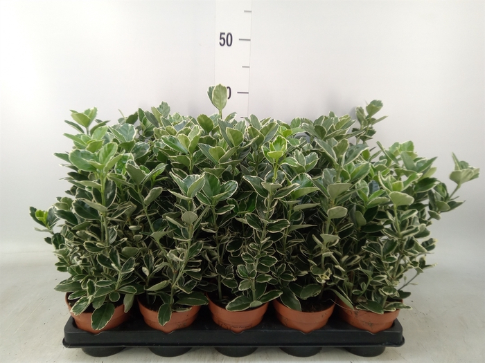 <h4>Euonymus fortunei 'Silver Queen'</h4>