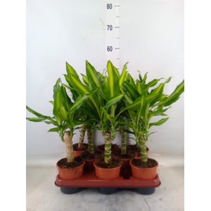 Dracaena frag. 'Mass Coast'