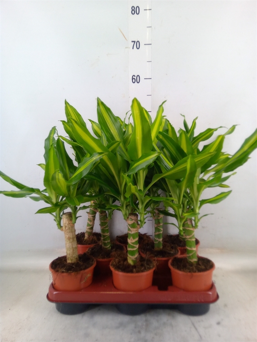 <h4>Dracaena frag. 'Mass Coast'</h4>